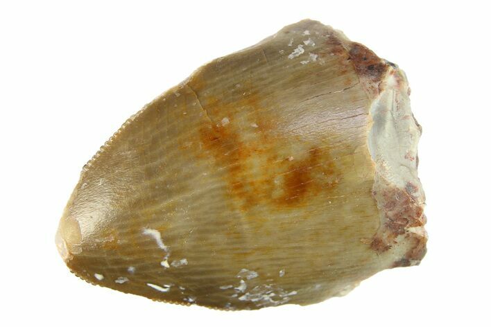 Serrated, Fossil Phytosaur (Redondasaurus) Tooth - New Mexico #284258